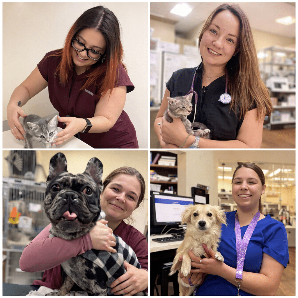AV Veterinary Center