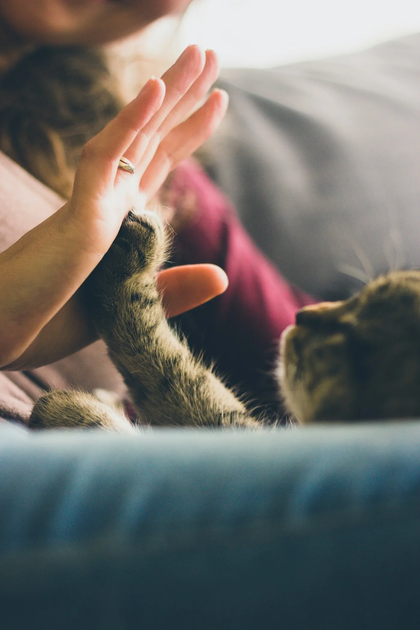 Book a Visit or Get Immediate Veterinary Support in Palmdale - Vets in Palmdale California