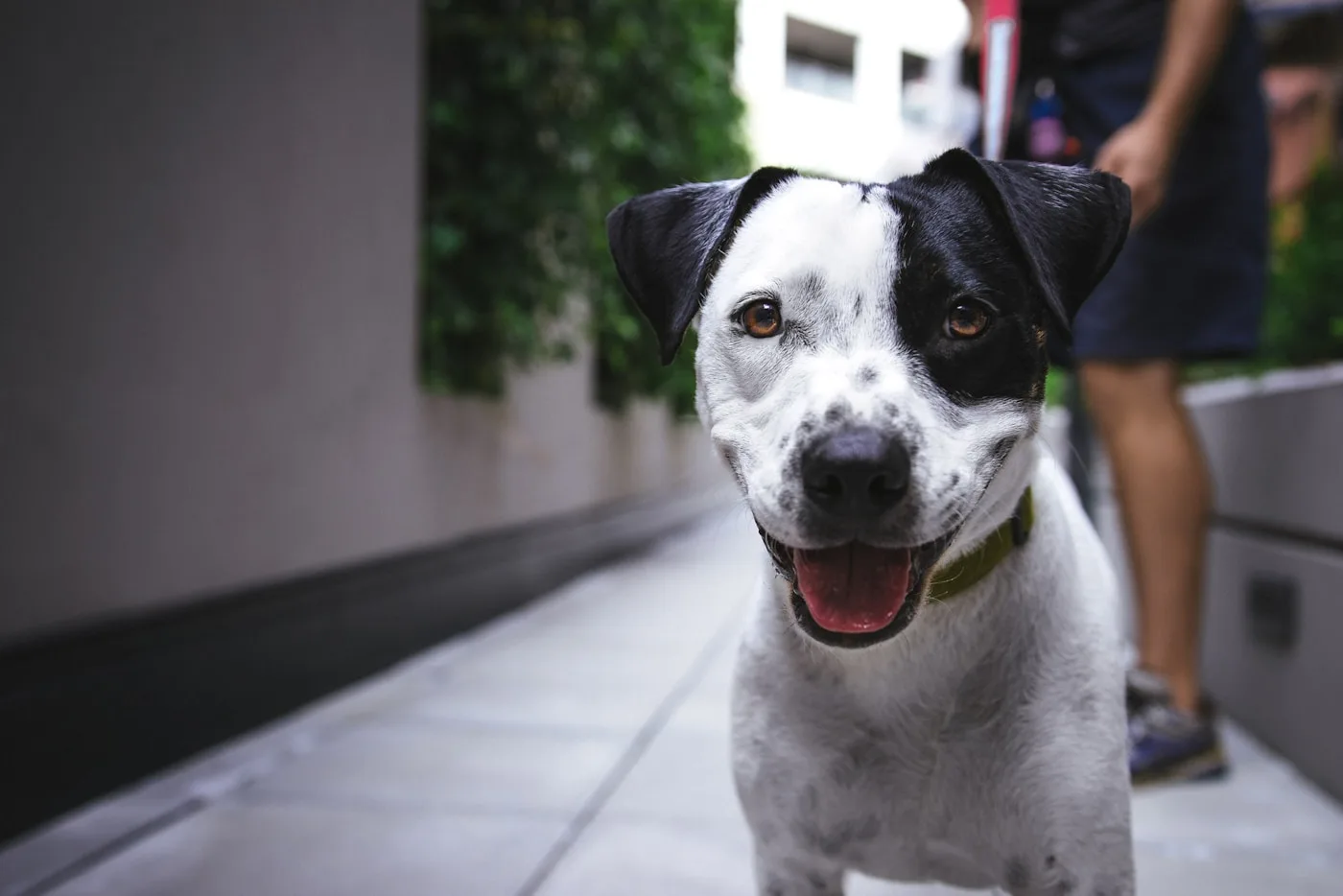 Gum Disease in Dogs and Cats - Pet Dental Care & Oral Health