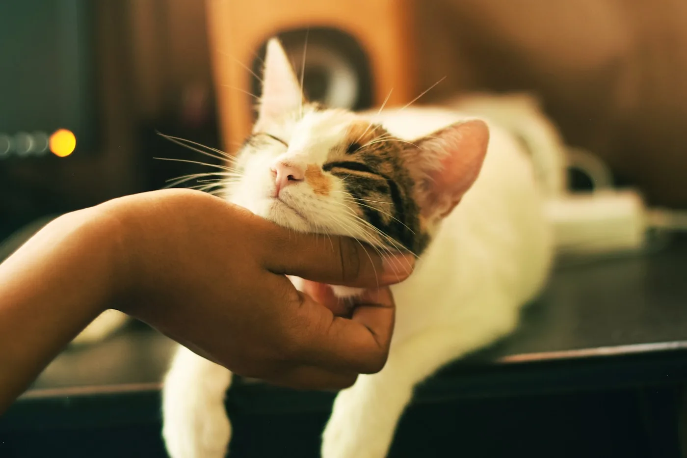 Signs of Dental Disease in Pets - Pet Dental Care & Oral Health