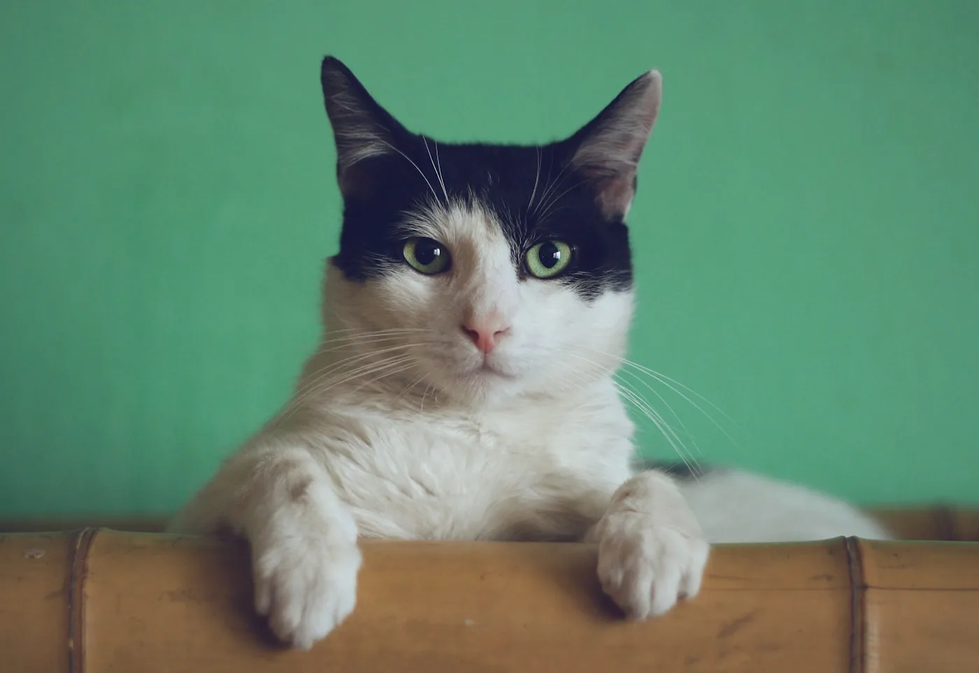 The Hazards of Untreated Periodontal Disease in Pets - Pet Dental Care & Oral Health