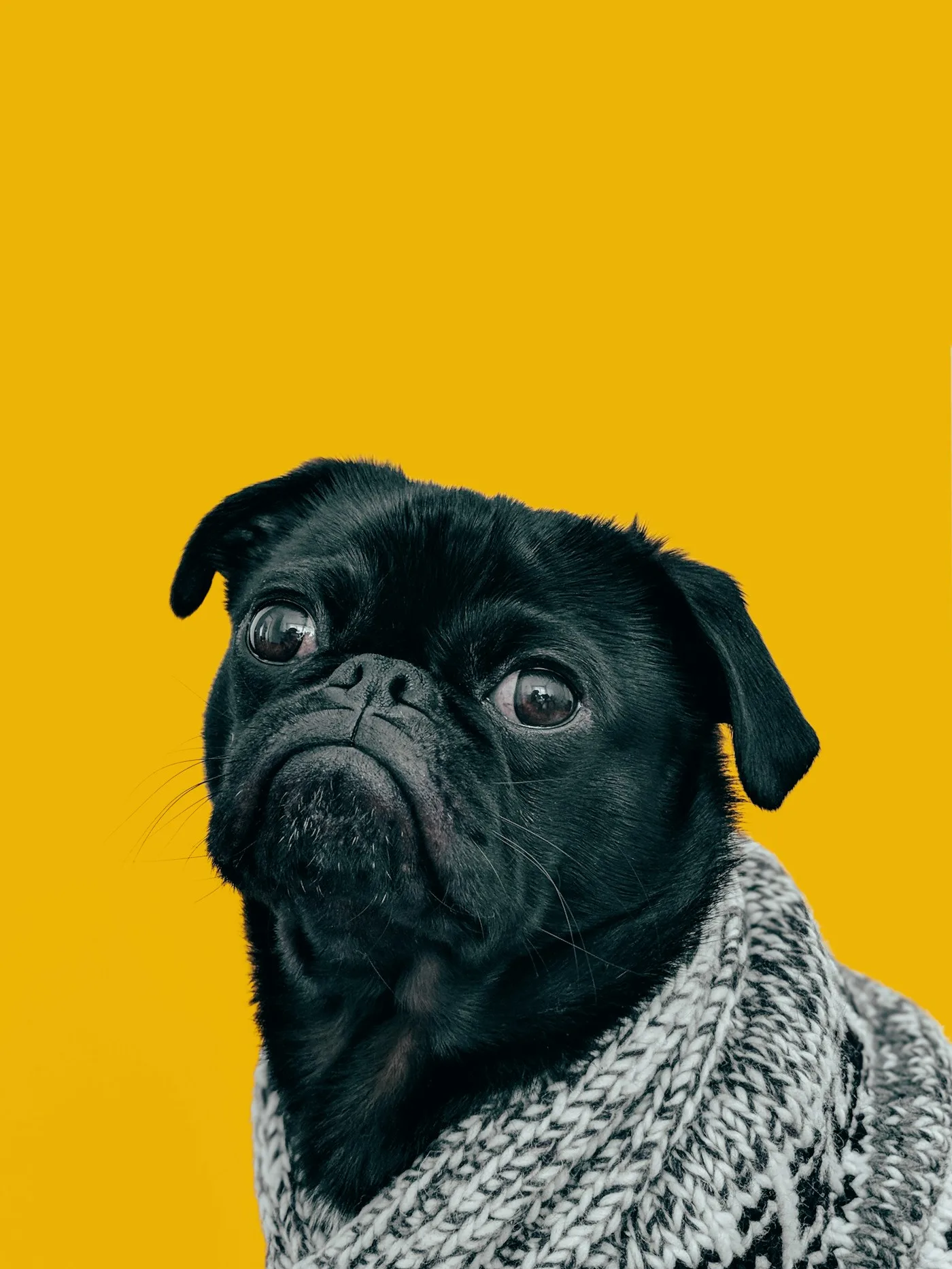 Pet Dental Cleanings in Lancaster - Pet Dental Care & Oral Health