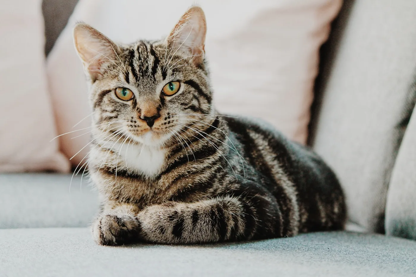 About Us - AV Veterinary Center
