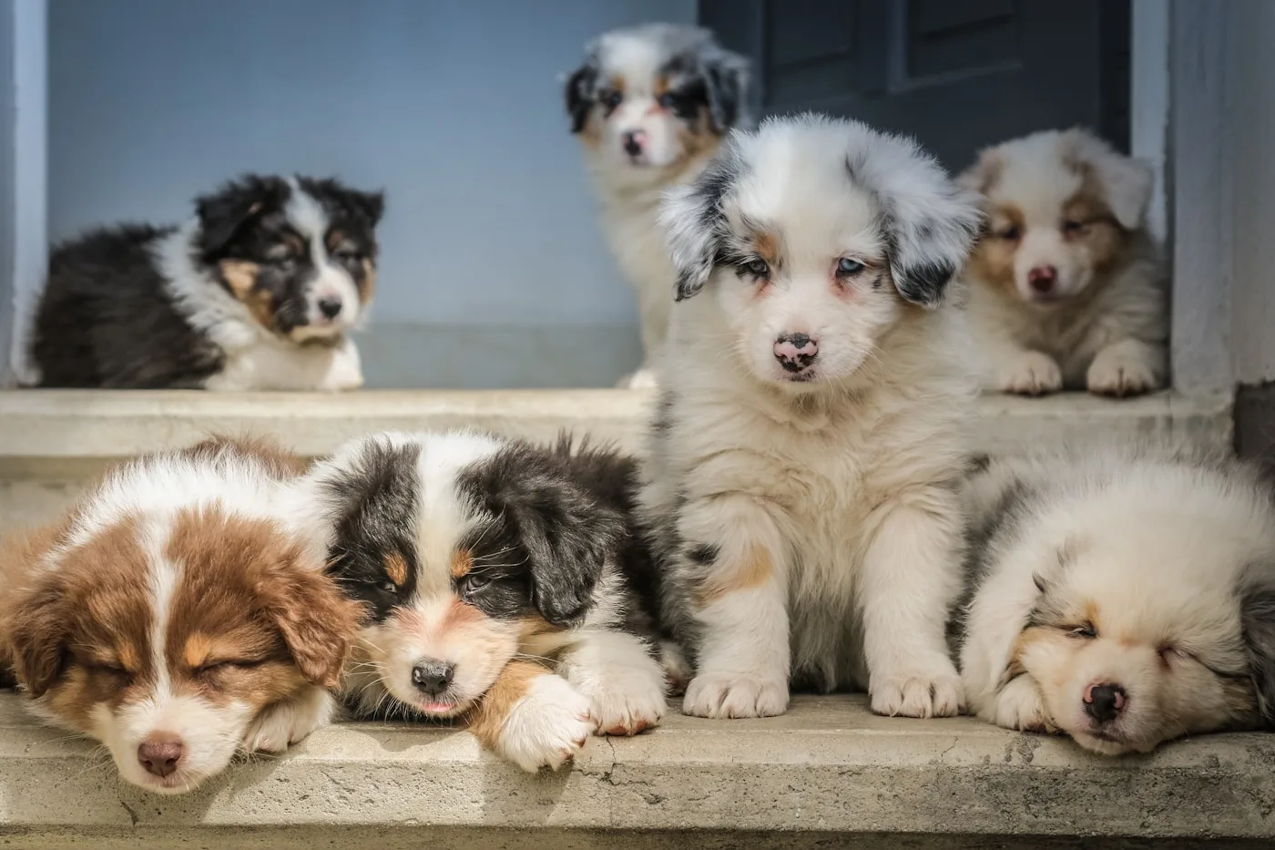 Comprehensive Veterinary Services Under One Roof