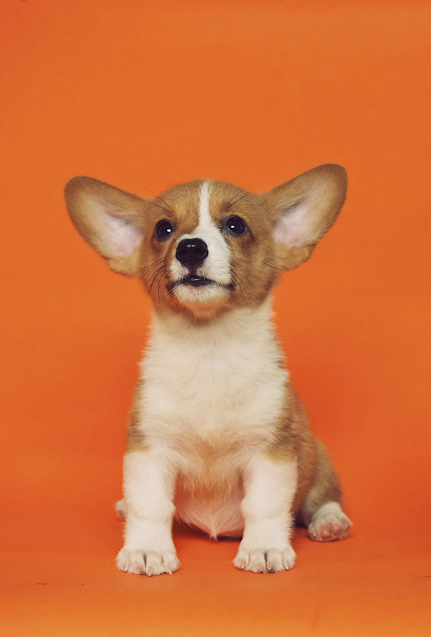 Get in Touch with AV Veterinary Center