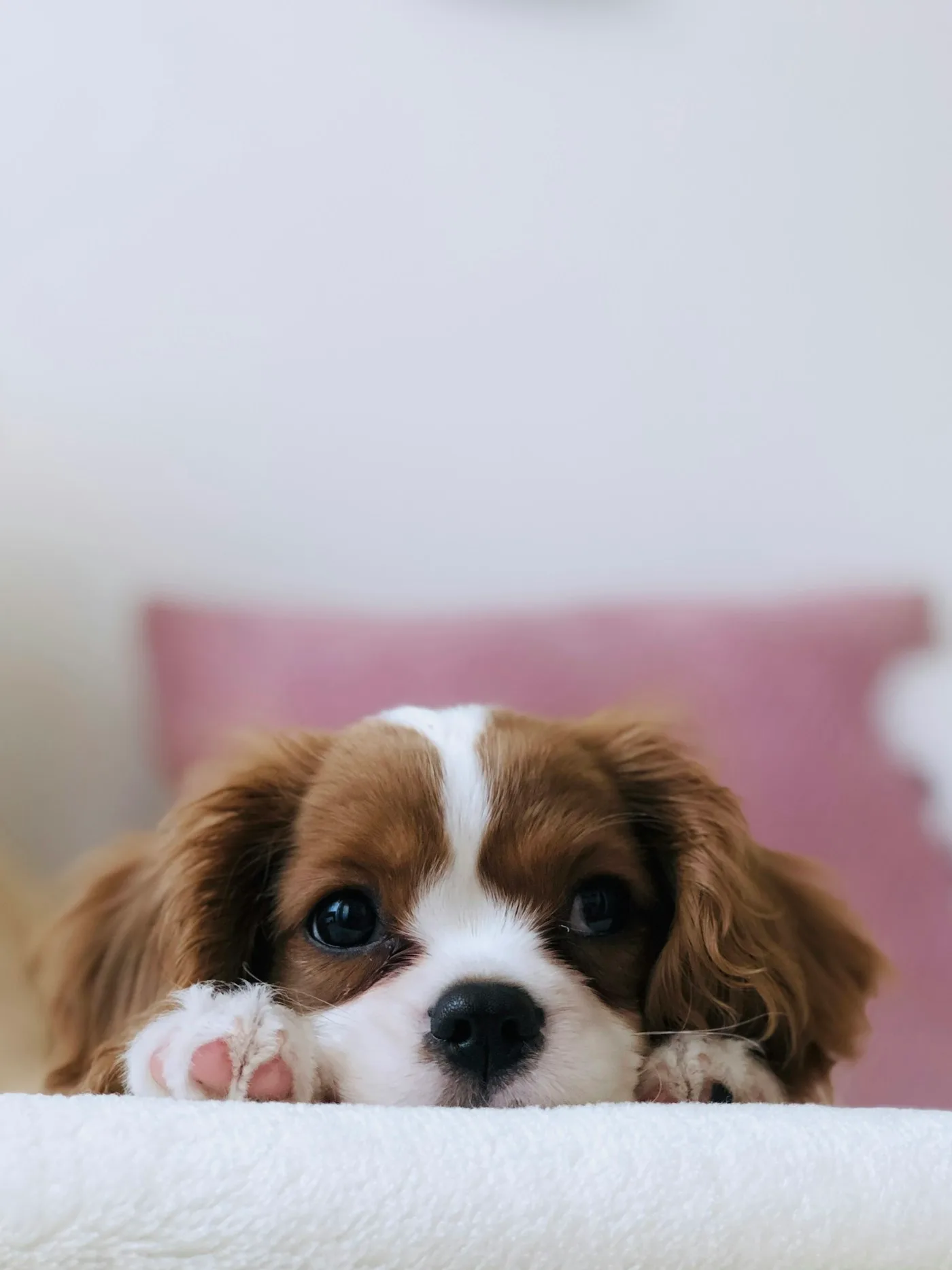 Veterinary Resources