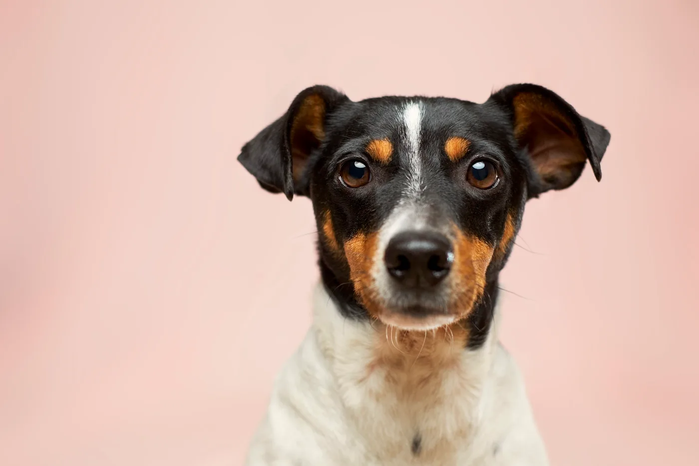 Types of Orthopedic Procedures Offered - Orthopedic Surgery for Pets