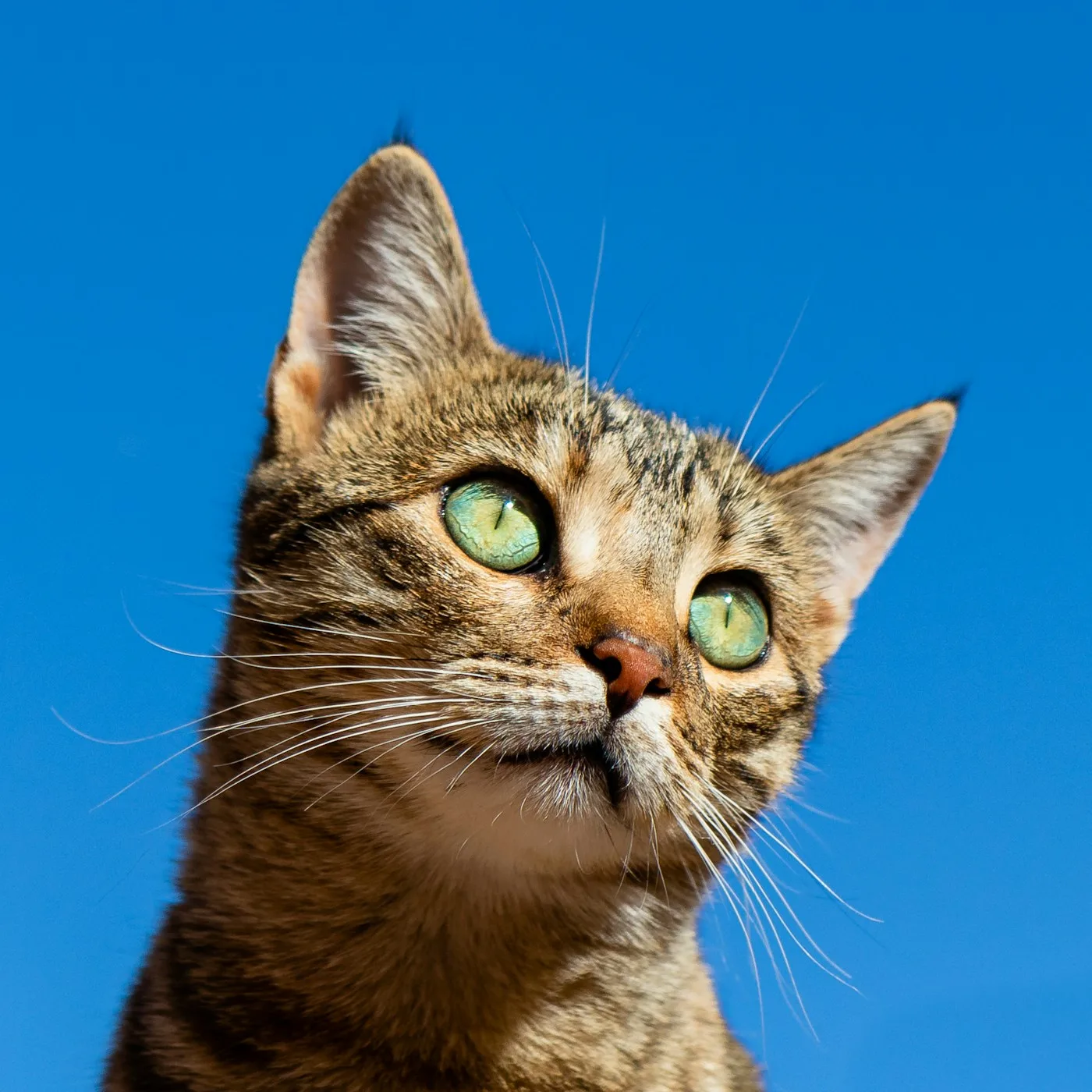 Emergency Animal Treatment Services - Emergency Care | Emergency Veterinary Hospital