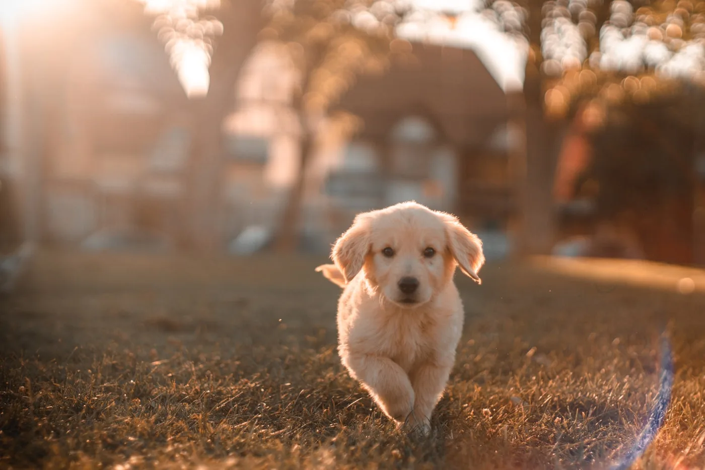 Signs Your Pet May Need To Go To The Emergency Veterinary Center - Emergency Care | Emergency Veterinary Hospital