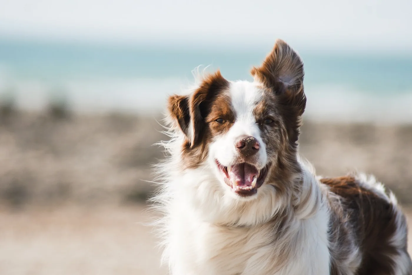 Why AV Veterinary Center for Veterinary Emergency Services? - Emergency Care | Emergency Veterinary Hospital