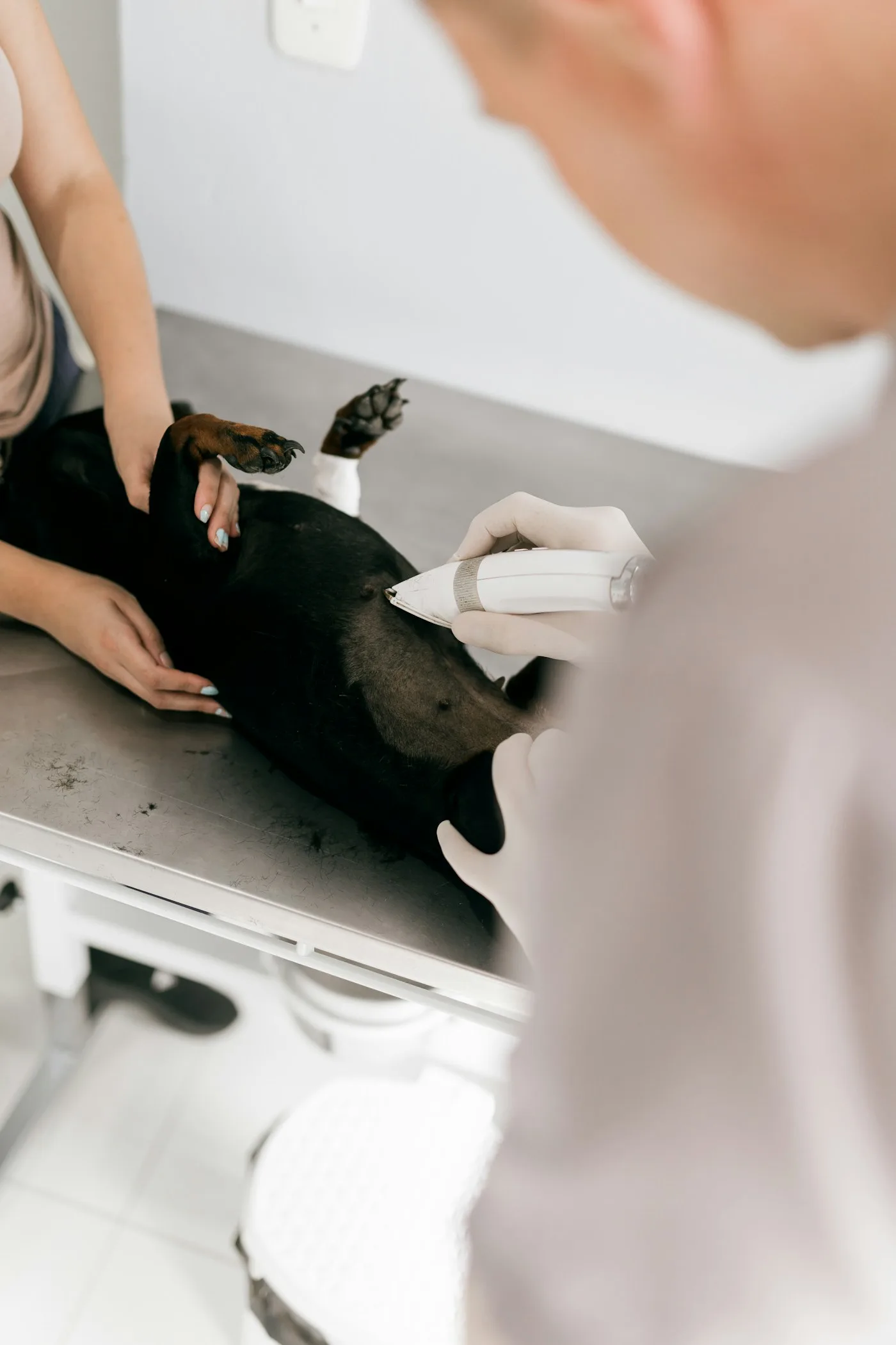 Preventive Care Packages for Pets - Preventive Care Packages for Pets